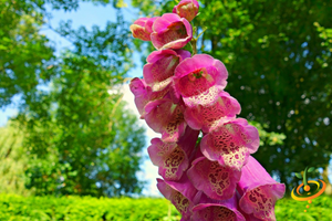 Wildflowers - Hummingbird & Butterfly Scatter Garden Seed Mix - SeedsNow.com