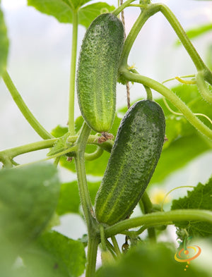 Cucumber - Space Master.