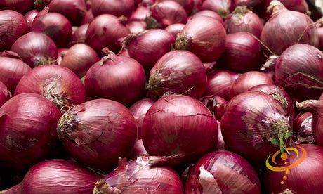 close-up of fresh Onion Red Burgundy bulbs with deep red skin