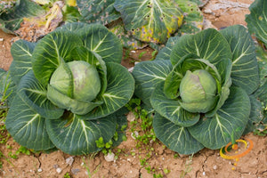 Cabbage - Danish Ballhead.