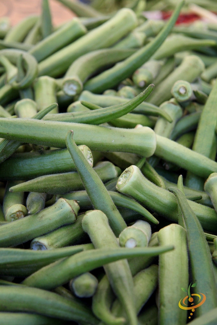 Okra - Dwarf Long Pod.