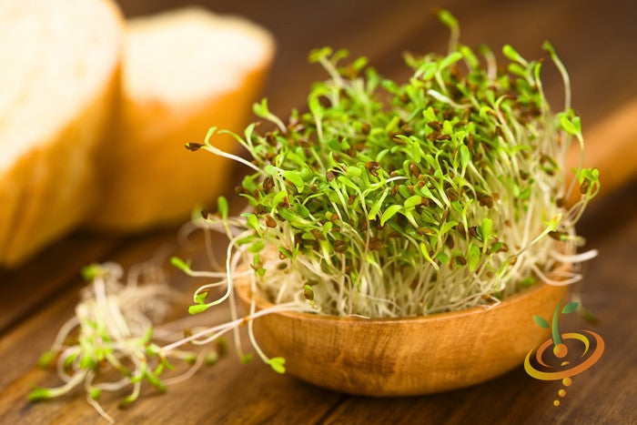 All-in-One Sprouts/Microgreens Seed Bank w/Sprouting Jar.