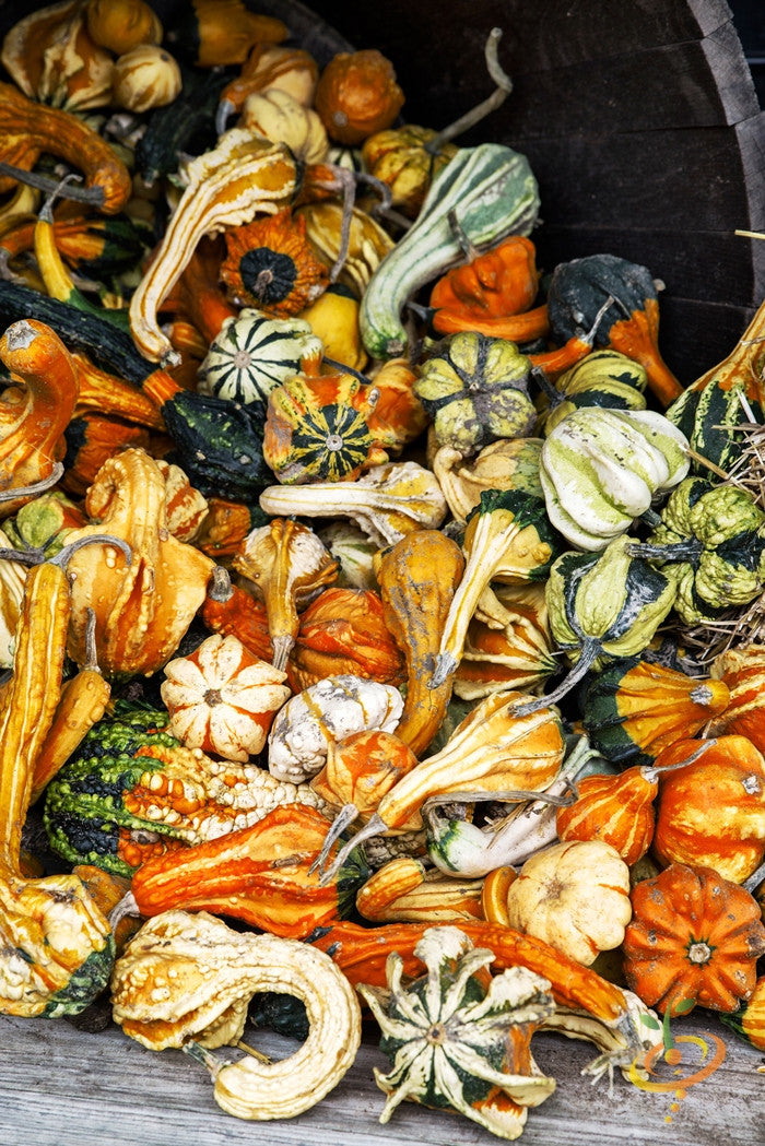 Gourd - Mixed (Small).