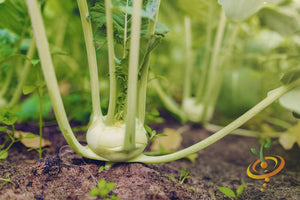 Kohlrabi - Vienna, White.