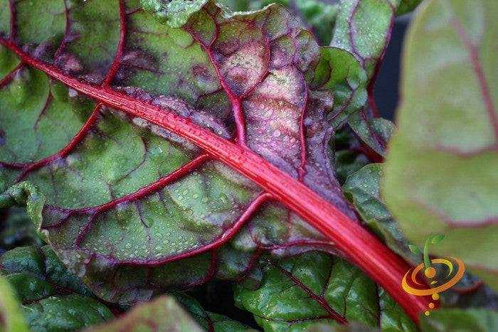 Swiss Chard - Magenta Sunset.