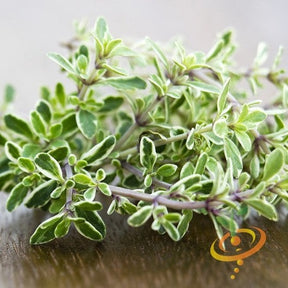 Thyme seeds - Aromatic, flavorful herb for cooking & medicinal use
