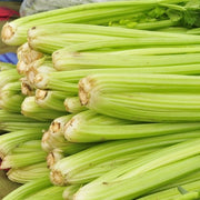 Celery - Tall Utah 52-70 - SeedsNow.com