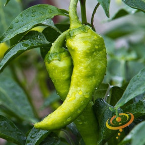Close-up of green Big Jim Pepper growing on plant with water droplets