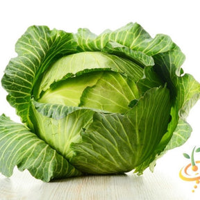 Fresh green cabbage from SeedsNow, showcasing leafy vegetable with dense, tightly packed leaves in natural outdoor setting.