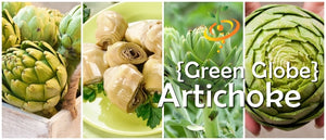 Artichoke - Green Globe.