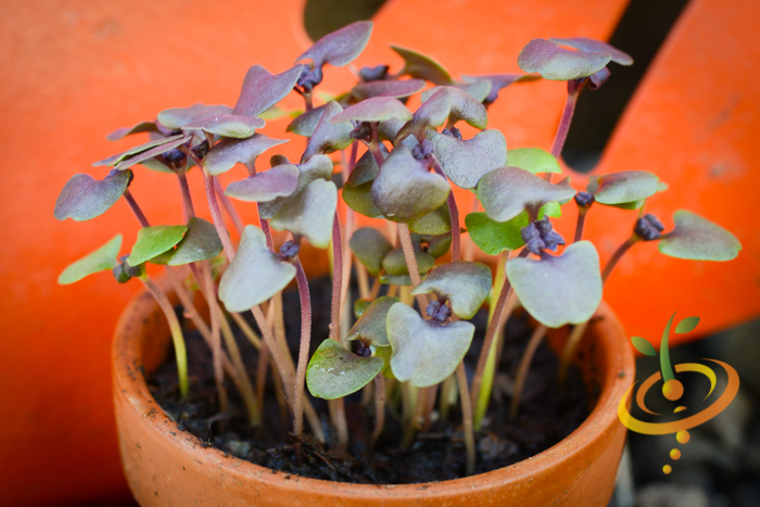 Sprouts/Microgreens - Basil, Purple - SeedsNow.com