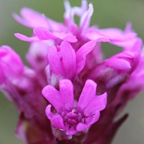 Wildflowers - Forever Pink Scatter Garden Seed Mix - SeedsNow.com