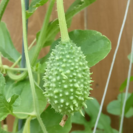 Cucumber - Cucamelon, West Indian Burr Gherkin - SeedsNow.com