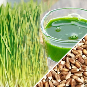 Wheat grass microgreens seeds from SeedsNow, small green sprouts with vibrant leafy tops and seed berries in the image.