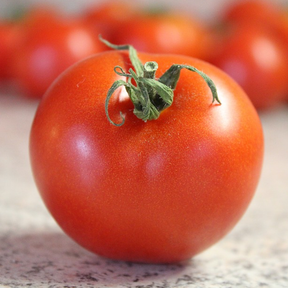 Bradley Tomato Seeds | Indeterminate Pink Tomato, Well-Balanced Flavor