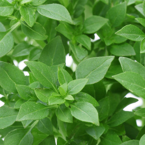 Basil, Greek - SeedsNow.com