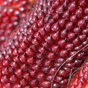 Organic strawberry popcorn corn seeds from SeedsNow.com, showing vibrant red kernels ideal for home popcorn growing.