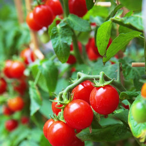 Tomato Gardener's Delight Sugar Lump Seeds | Sweet, Early, High Yields