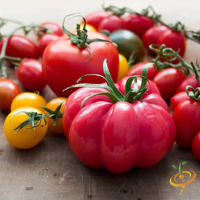 Pink Beefsteak Tomato Seeds | Large, Meaty, High-Yield Indeterminate